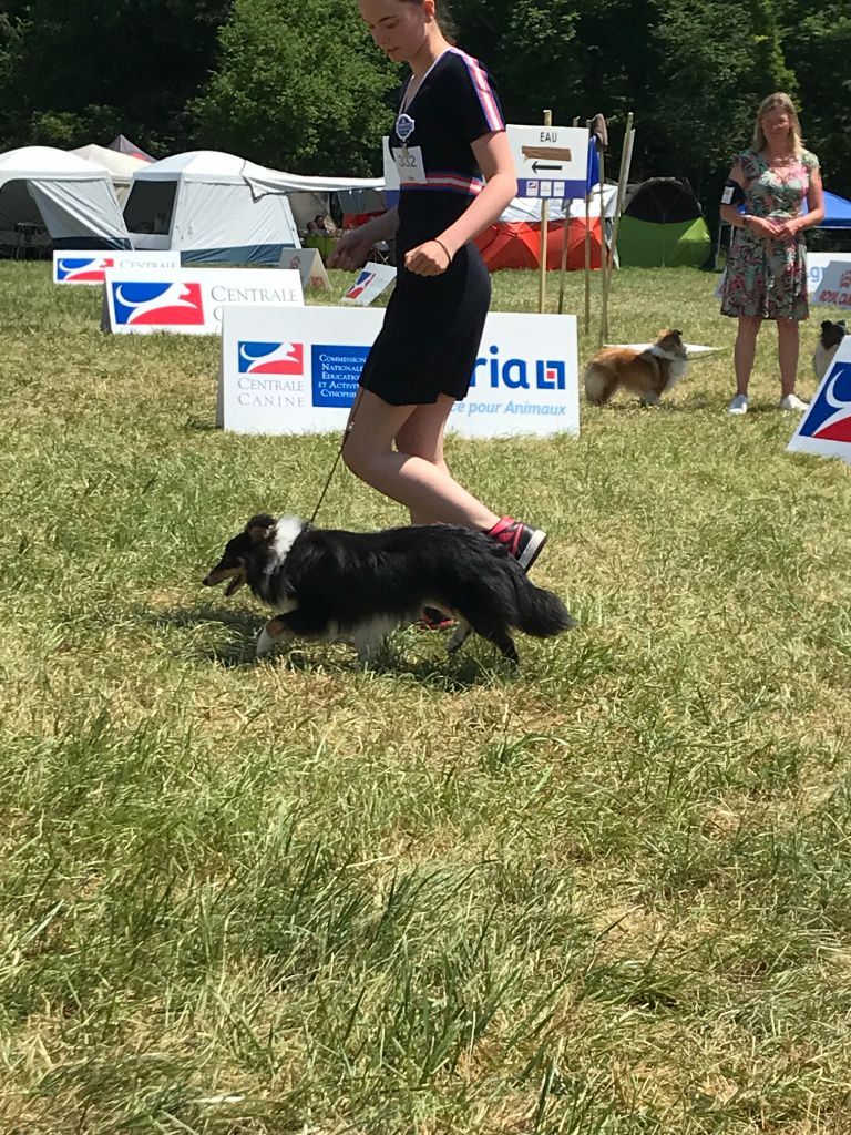 Teeny dream Des Shelties Des Hameaux - Meilleur Puppy