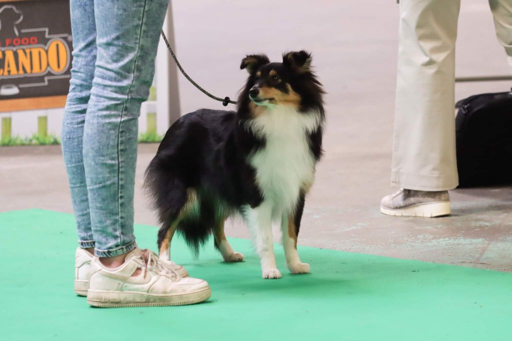 Teeny dream Des Shelties Des Hameaux - 2ème Très Prometteur