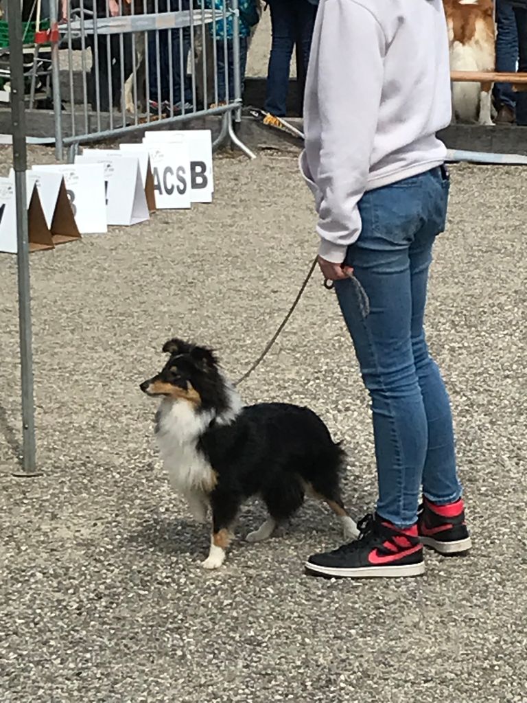 Teeny dream Des Shelties Des Hameaux - Meilleur Puppy