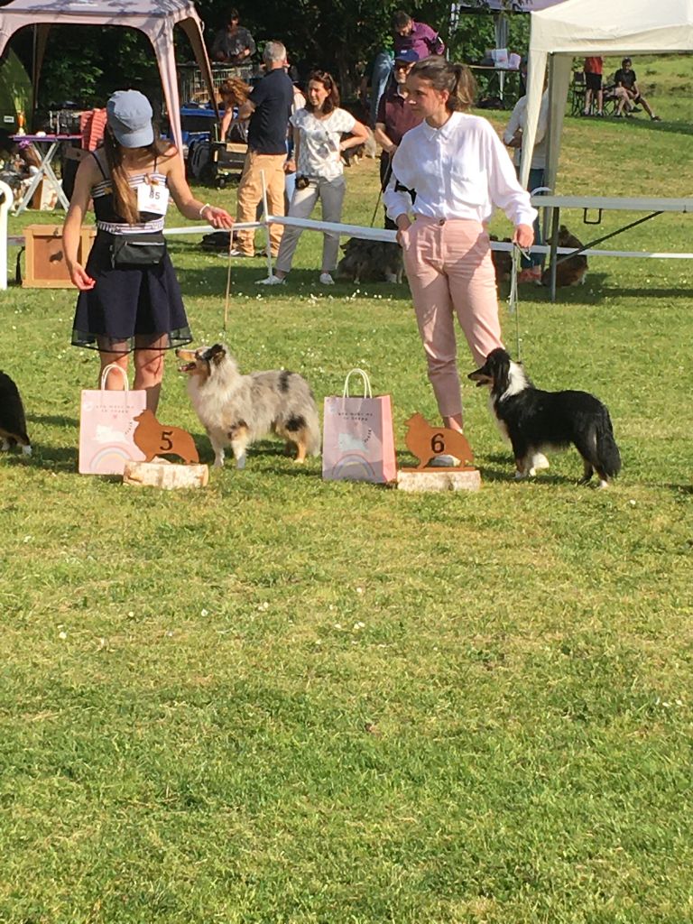 Teeny dream Des Shelties Des Hameaux - 6ème Très prometteur