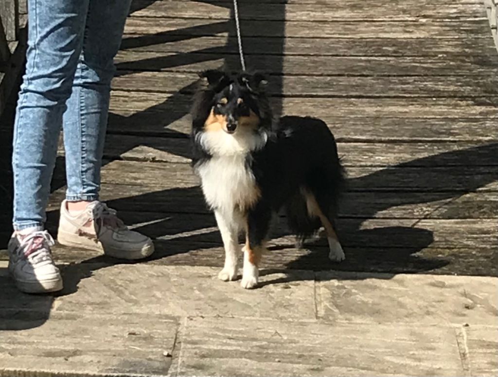 Teeny dream Des Shelties Des Hameaux - Meilleur Puppy