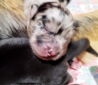 Les chiots de Berger Australien