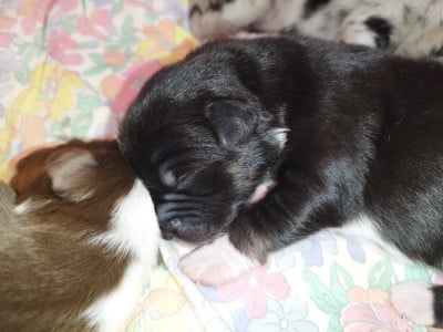 Les chiots de Berger Australien