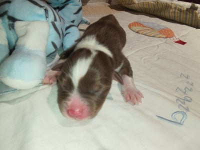 Les chiots de Berger Australien