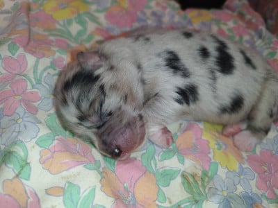 Les chiots de Berger Australien