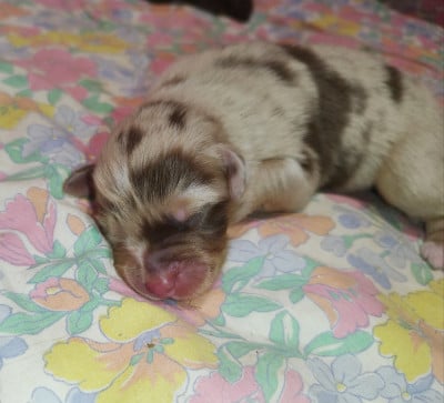Les chiots de Berger Australien