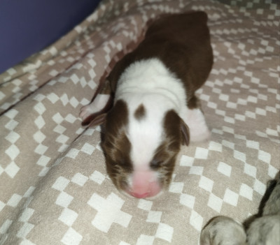Les chiots de Berger Australien