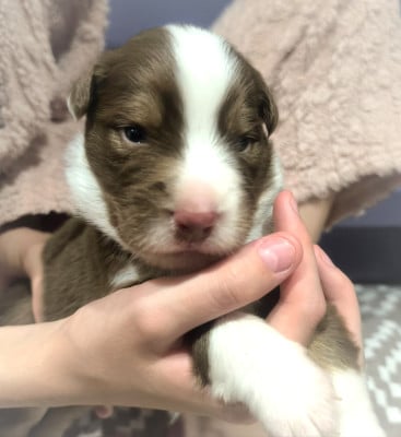 Les chiots de Berger Australien