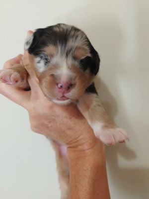 Les chiots de Berger Australien
