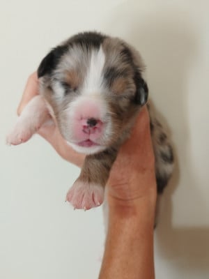 Les chiots de Berger Australien