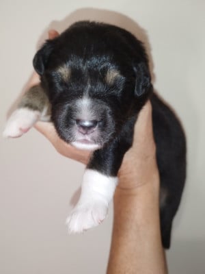 Les chiots de Berger Australien