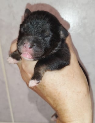 Les chiots de Berger Australien