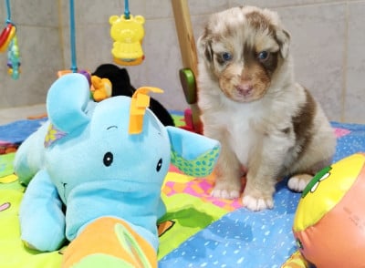 Les chiots de Berger Australien