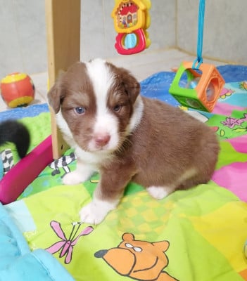 Les chiots de Berger Australien