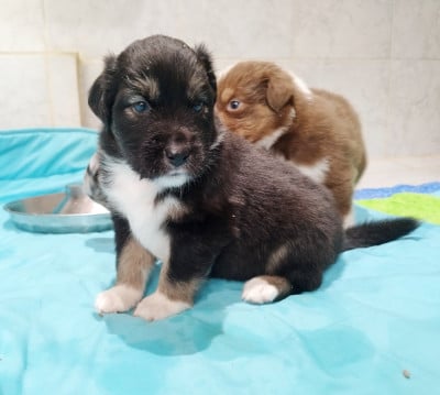 Les chiots de Berger Australien