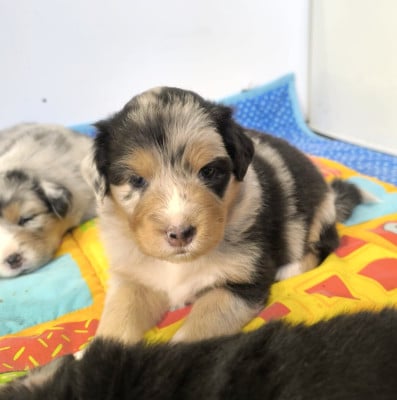 Les chiots de Berger Australien