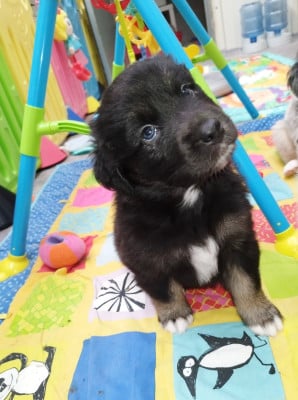 Les chiots de Berger Australien