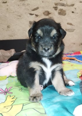 Les chiots de Berger Australien