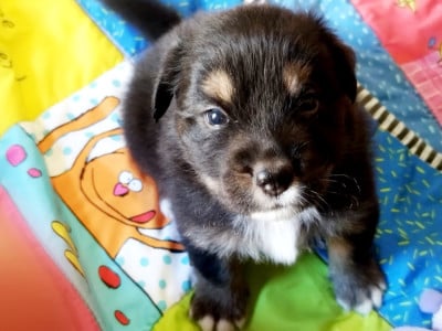 Les chiots de Berger Australien