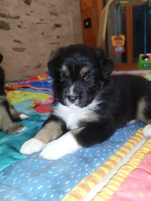 Les chiots de Berger Australien
