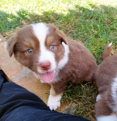 Les chiots de Berger Australien