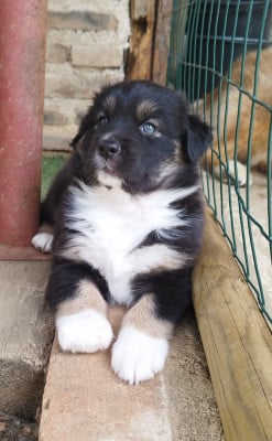 Les chiots de Berger Australien