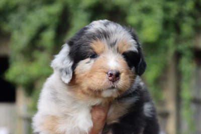 Les chiots de Berger Australien