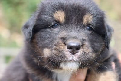 Les chiots de Berger Australien
