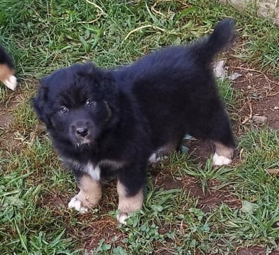 Les chiots de Berger Australien