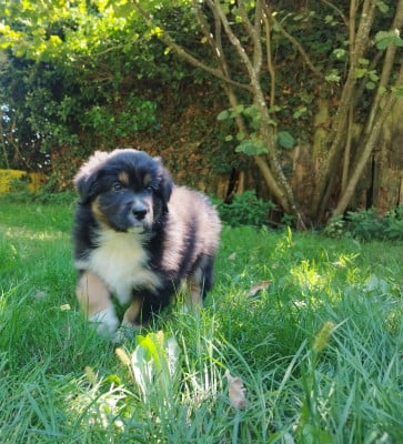 Les chiots de Berger Australien