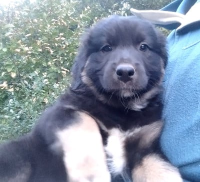 Les chiots de Berger Australien