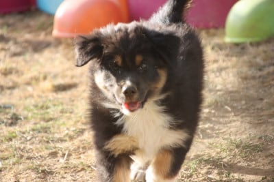 Les chiots de Berger Australien