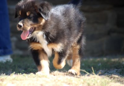 Les chiots de Berger Australien