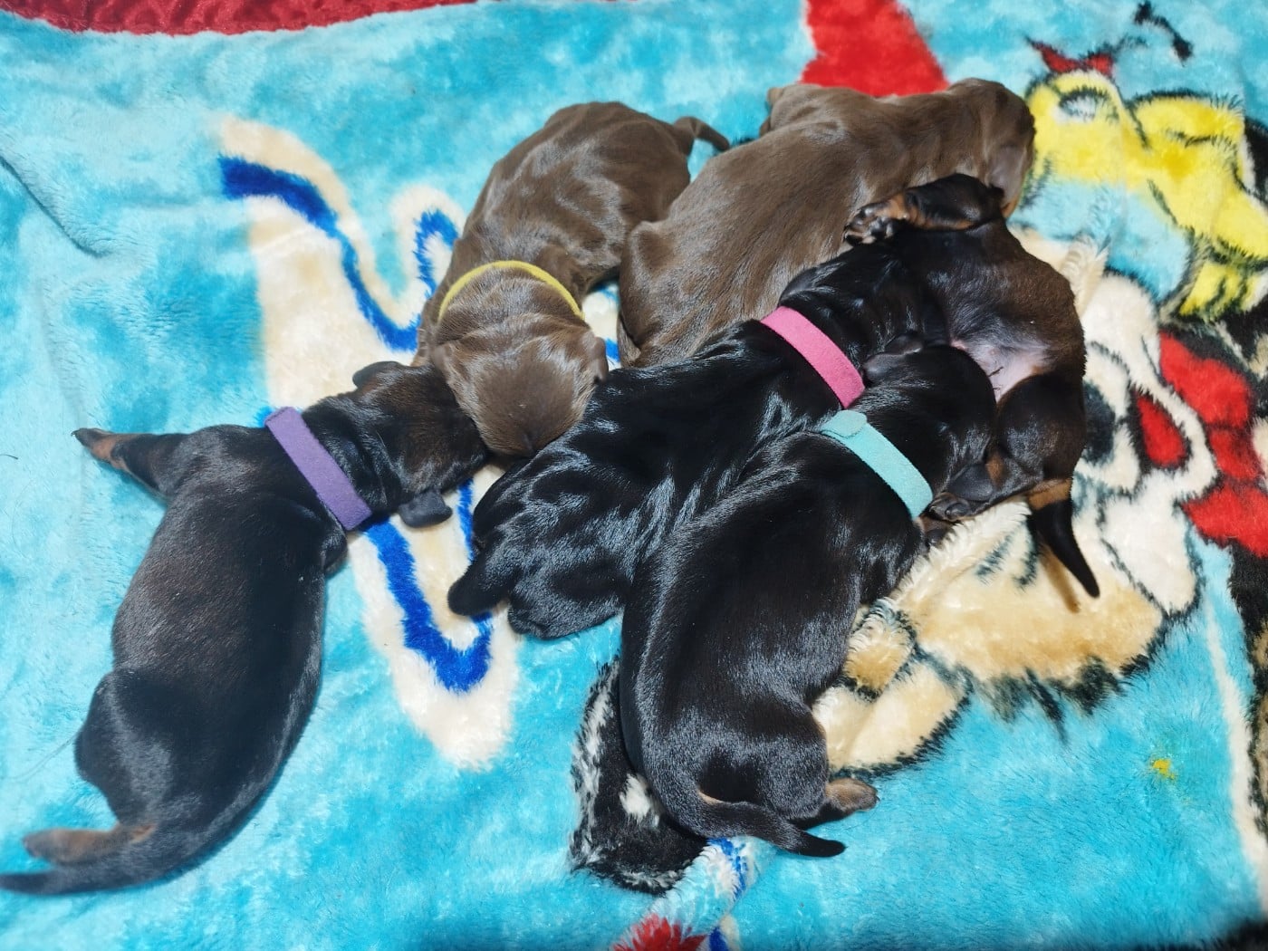 Teckel poil dur - Des Croquignolets