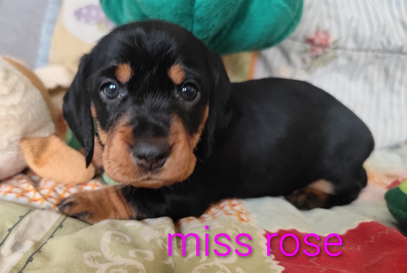 Teckel poil dur - Des Croquignolets