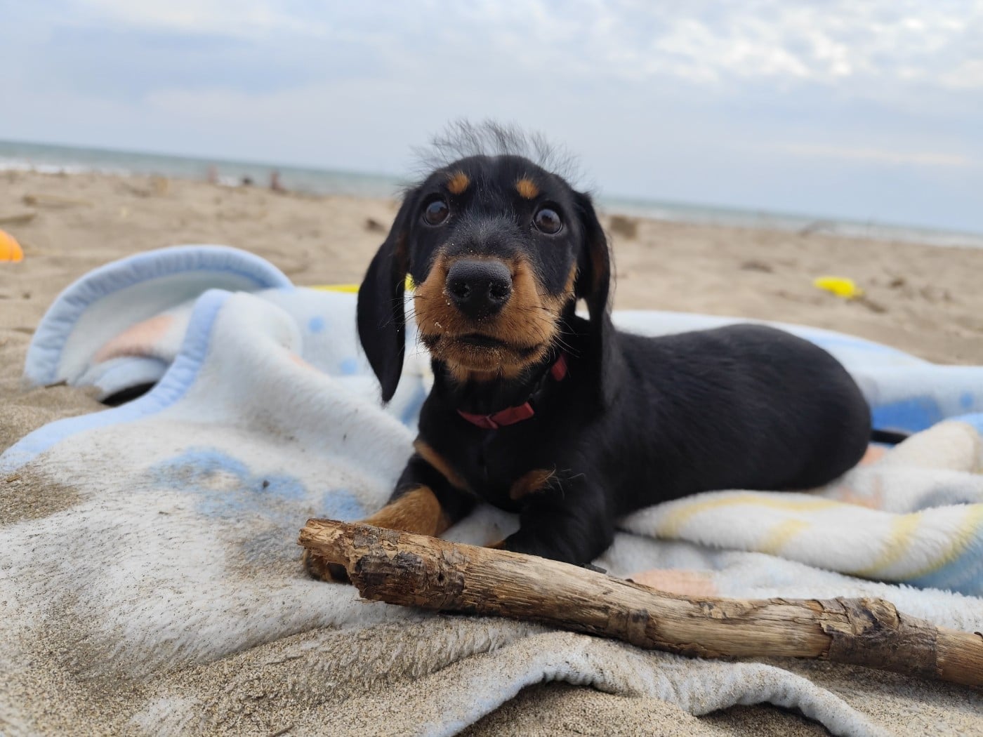 Teckel poil dur - Des Croquignolets