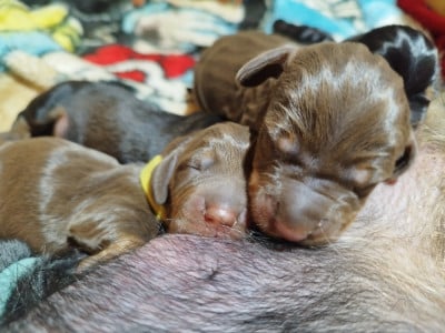 Les chiots de Teckel poil dur