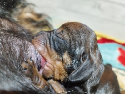 Les chiots de Teckel poil dur