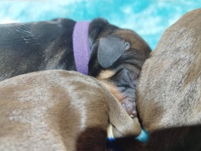 Les chiots de Teckel poil dur