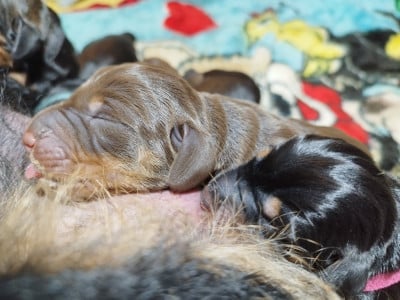 Les chiots de Teckel poil dur