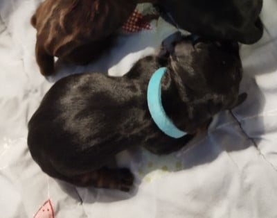 Les chiots de Teckel poil dur