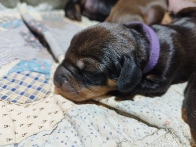 Les chiots de Teckel poil dur