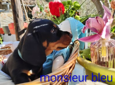 Les chiots de Teckel poil dur