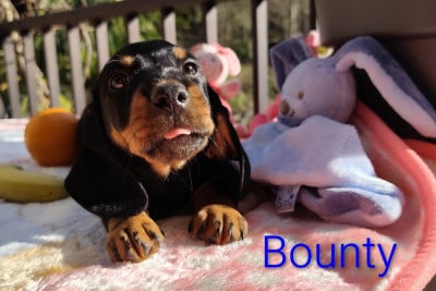 Les chiots de Teckel poil dur