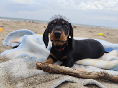 Les chiots de Teckel poil dur