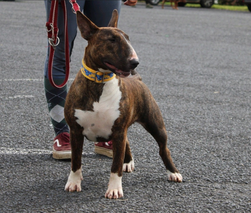 U' hel of hell daughter of loki Dark Hopval Majesty - Excellent non classé classe ouverte 21 mois. 12 entrées pour la classe.