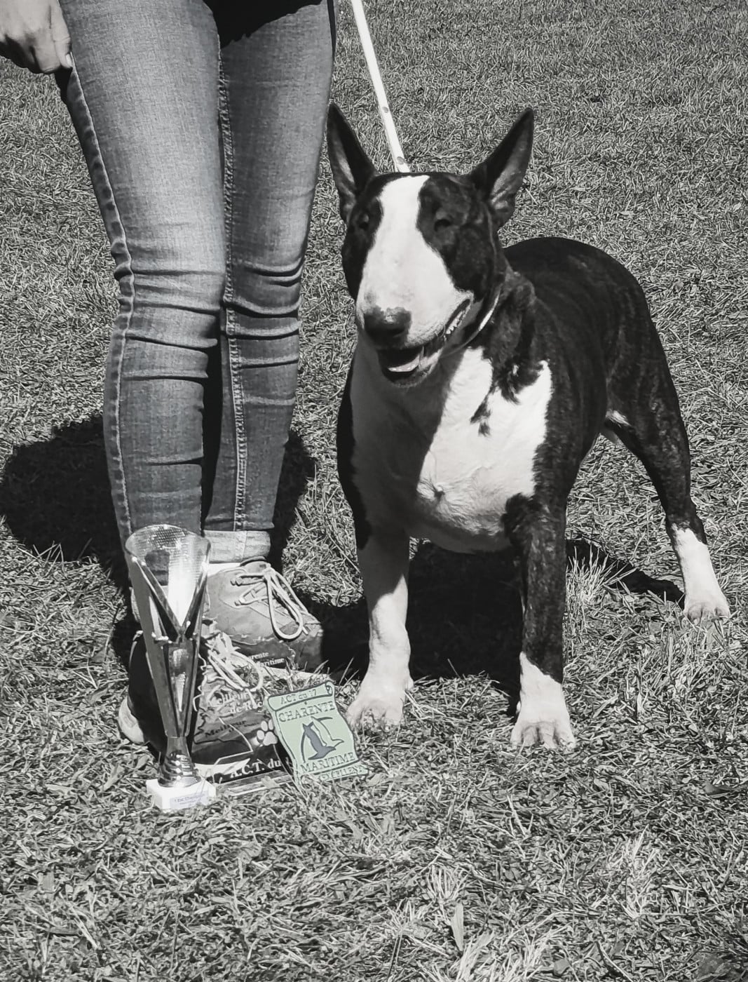 CH. Multi championne Up The Hill Backwards ''bowie'' Dark Hopval Majesty - 1 er Excellent, BOB, ''MEILLEUR CHAMPION ''