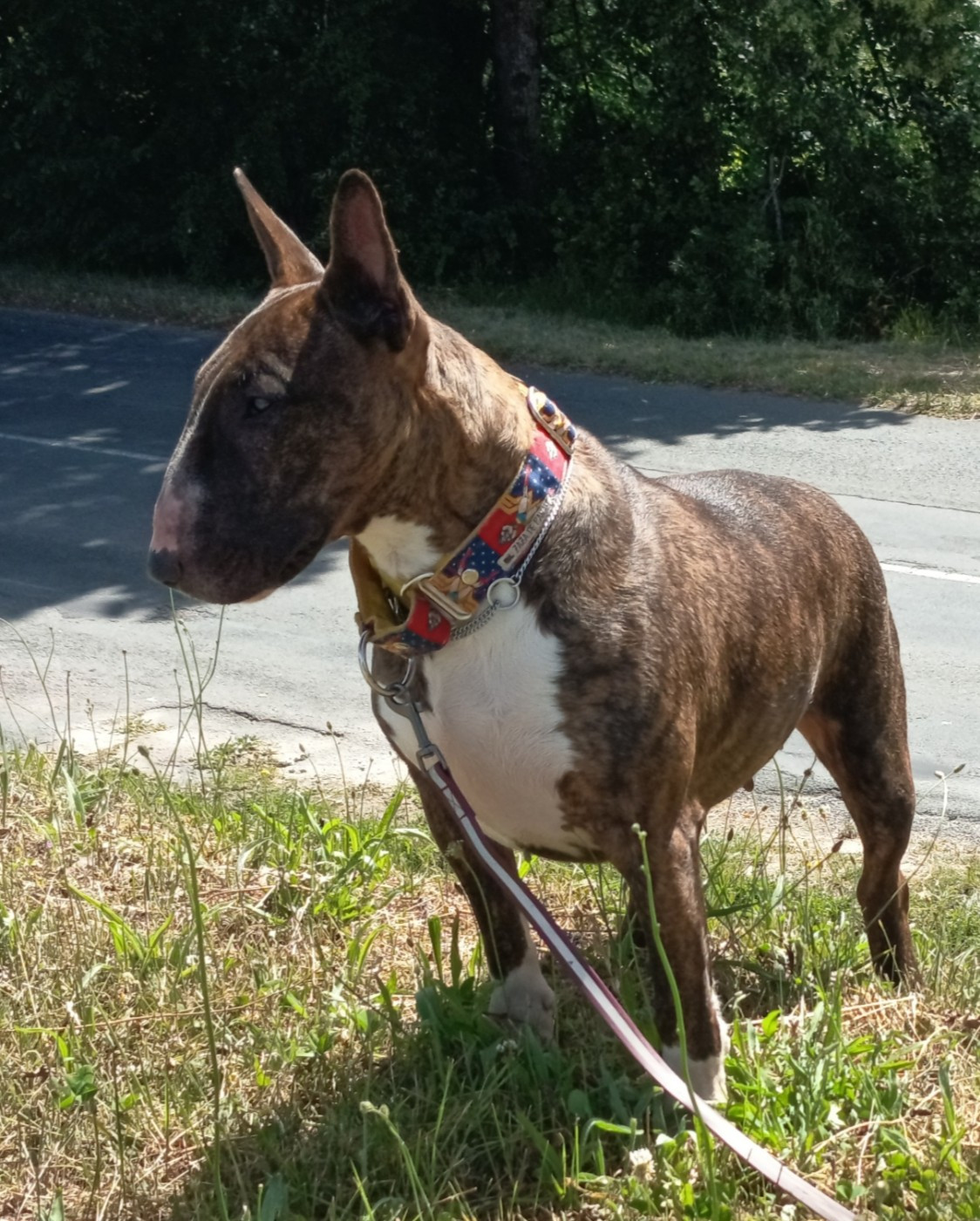 U' hel of hell daughter of loki Dark Hopval Majesty - 1 Excellent CACS BOB ''Meilleur de RACE''