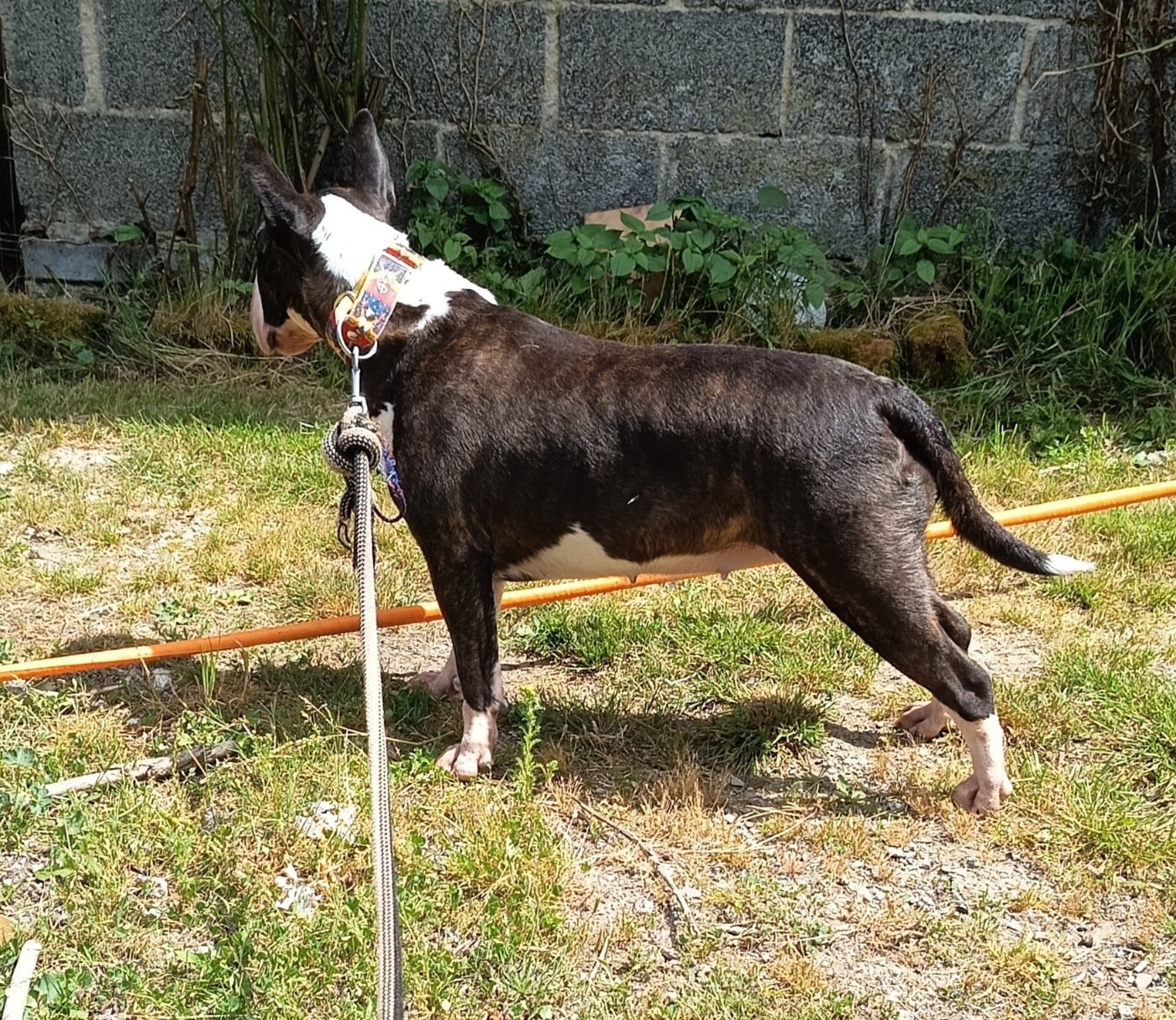 CH. Multi championne Up The Hill Backwards ''bowie'' Dark Hopval Majesty - 1er Excellent CACL CACIB QUALIF CRUFTS