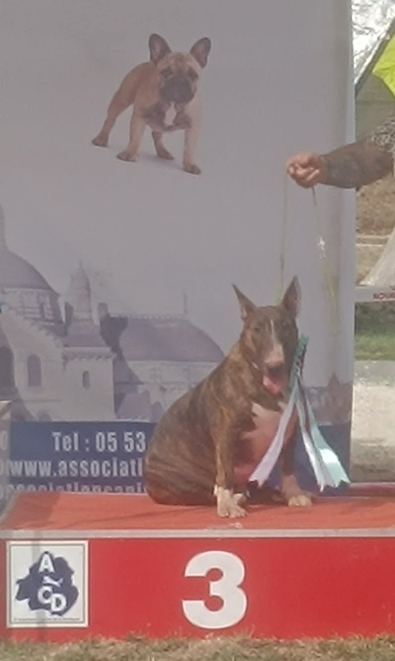 U' hel of hell daughter of loki Dark Hopval Majesty - 1 er Excellent, CACS, Meilleur de Race ''BOB''., 3 ÈME MEILLEUR. DE GROUPE.